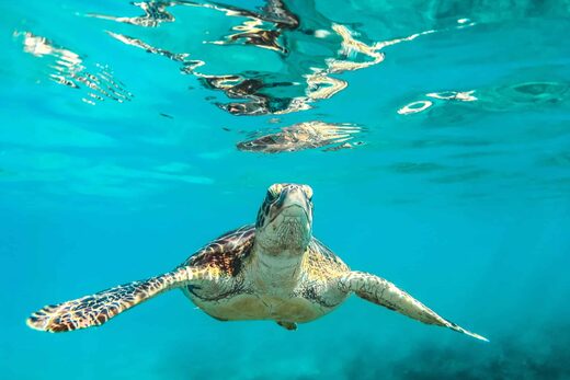 Explorer les Caraïbes en yacht de luxe : profiter tout en respectant la nature
