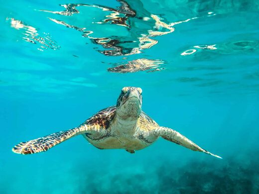 Explorer&#x20;les&#x20;Cara&#x00EF;bes&#x20;en&#x20;yacht&#x20;de&#x20;luxe&#x20;&#x3A;&#x20;profiter&#x20;tout&#x20;en&#x20;respectant&#x20;la&#x20;nature
